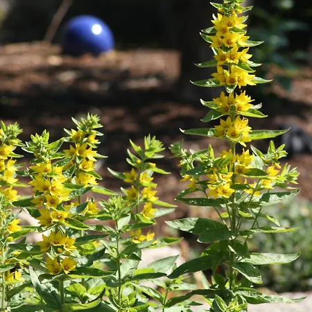 Gæstehus Landgasthaus Alter Posthof 3*